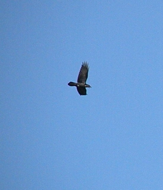 dalla finestra di casa...